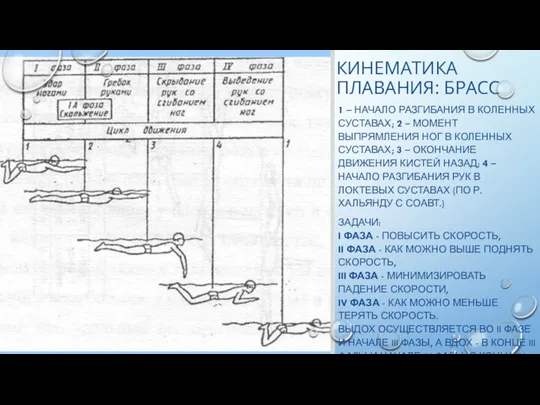 КИНЕМАТИКА ПЛАВАНИЯ: БРАСС 1 – НАЧАЛО РАЗГИБАНИЯ В КОЛЕННЫХ СУСТАВАХ; 2