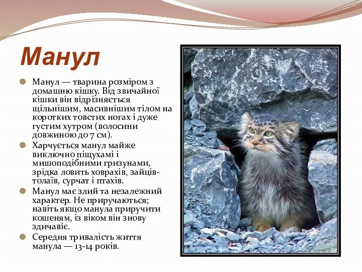 Манул Манул — тварина розміром з домашню кішку. Від звичайної кішки