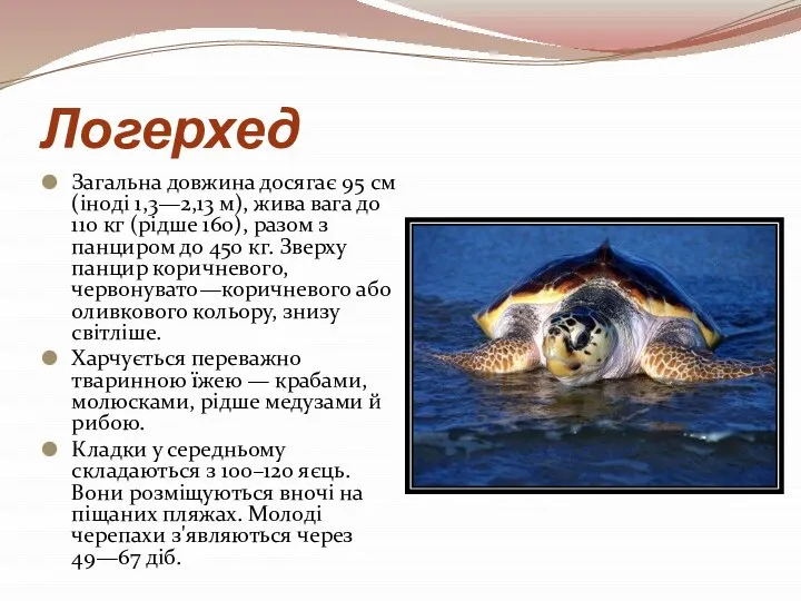 Логерхед Загальна довжина досягає 95 см (іноді 1,3—2,13 м), жива вага