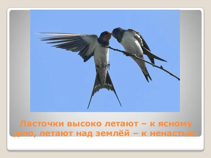 Ласточки высоко летают – к ясному дню, летают над землёй – к ненастью.