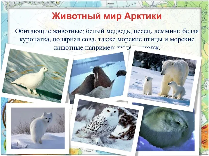 Животный мир Арктики Обитающие животные: белый медведь, песец, лемминг, белая куропатка,