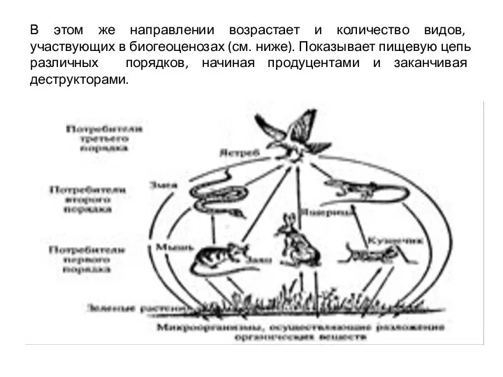 В этом же направлении возрастает и количество видов, участвующих в биогеоценозах