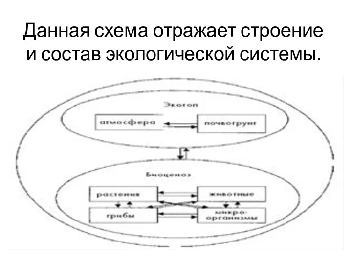 Данная схема отражает строение и состав экологической системы.