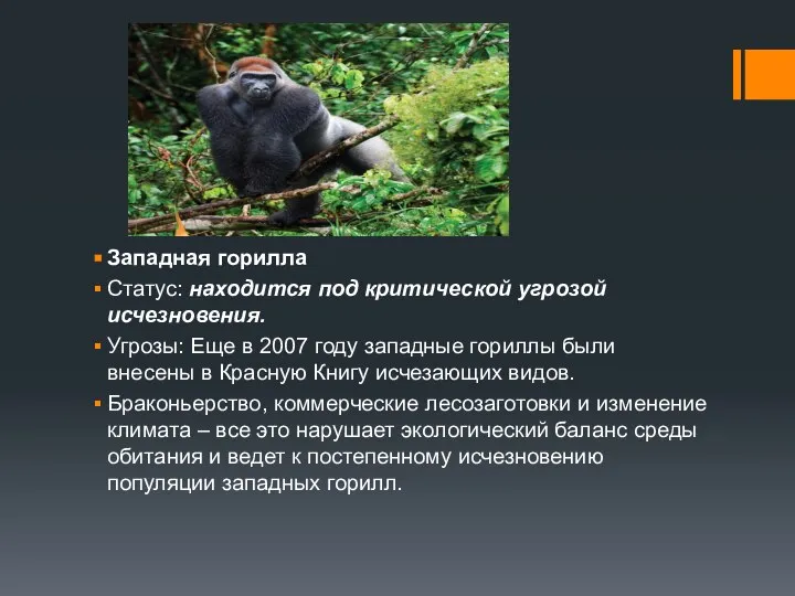 Западная горилла Статус: находится под критической угрозой исчезновения. Угрозы: Еще в
