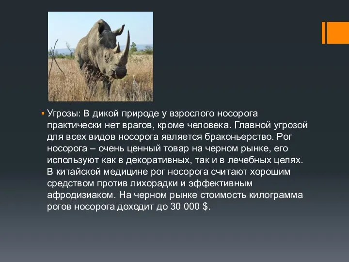 Угрозы: В дикой природе у взрослого носорога практически нет врагов, кроме