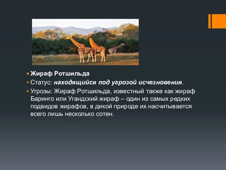 Жираф Ротшильда Статус: находящийся под угрозой исчезновения. Угрозы: Жираф Ротшильда, известный