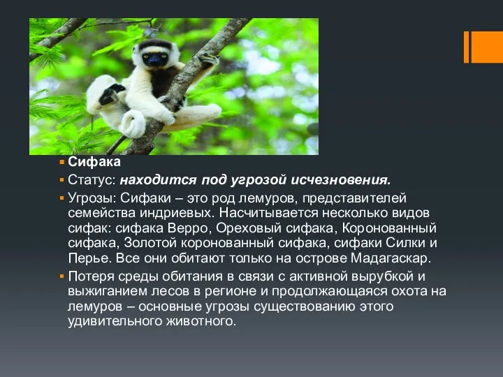 Сифака Статус: находится под угрозой исчезновения. Угрозы: Сифаки – это род