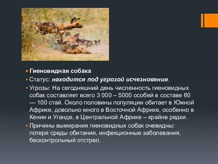 Гиеновидная собака Статус: находится под угрозой исчезновения. Угрозы: На сегодняшний день