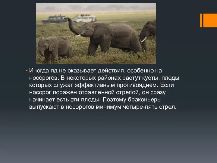 Иногда яд не оказывает действия, особенно на носорогов. В некоторых районах