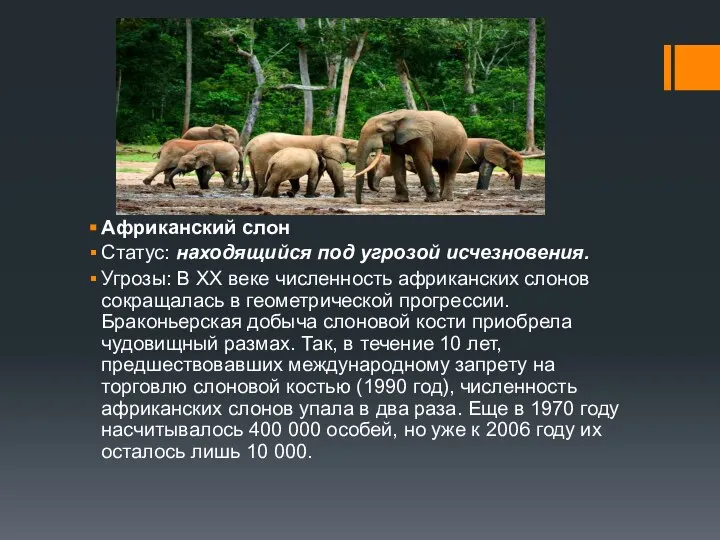 Африканский слон Статус: находящийся под угрозой исчезновения. Угрозы: В XX веке