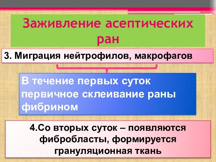 Заживление асептических ран 3. Миграция нейтрофилов, макрофагов В течение первых суток