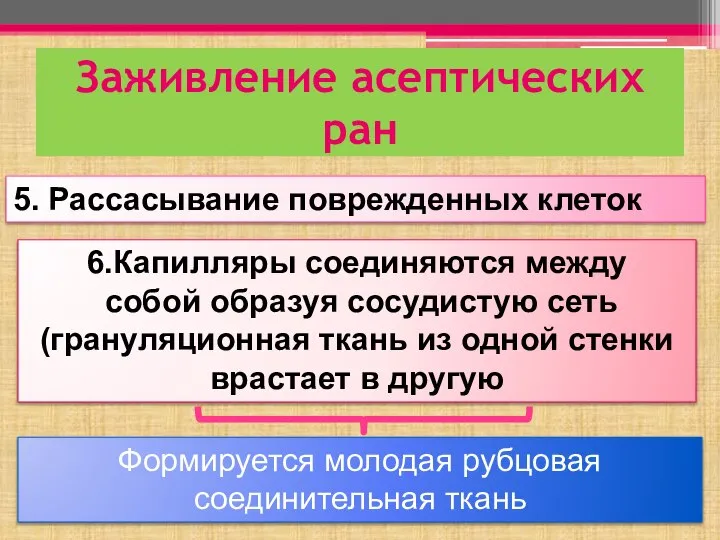 Заживление асептических ран 5. Рассасывание поврежденных клеток 6.Капилляры соединяются между собой