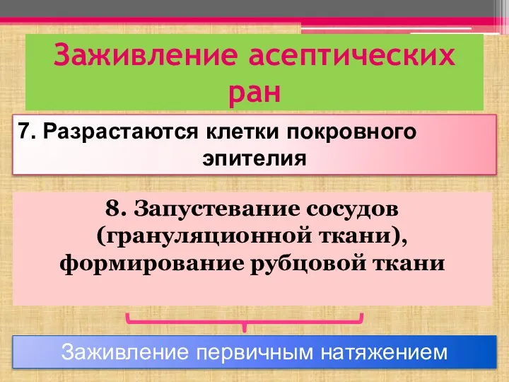 Заживление асептических ран Заживление первичным натяжением 7. Разрастаются клетки покровного эпителия