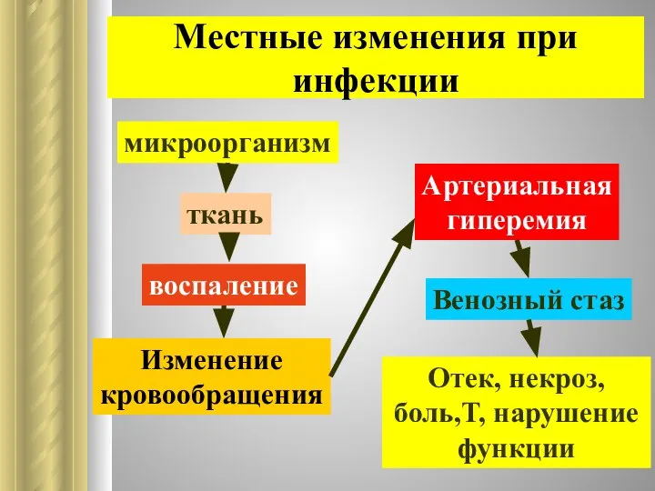 Местные изменения при инфекции микроорганизм ткань воспаление Изменение кровообращения Артериальная гиперемия