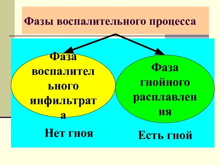 Фазы воспалительного процесса Фаза воспалительного инфильтрата Фаза гнойного расплавления Нет гноя Есть гной