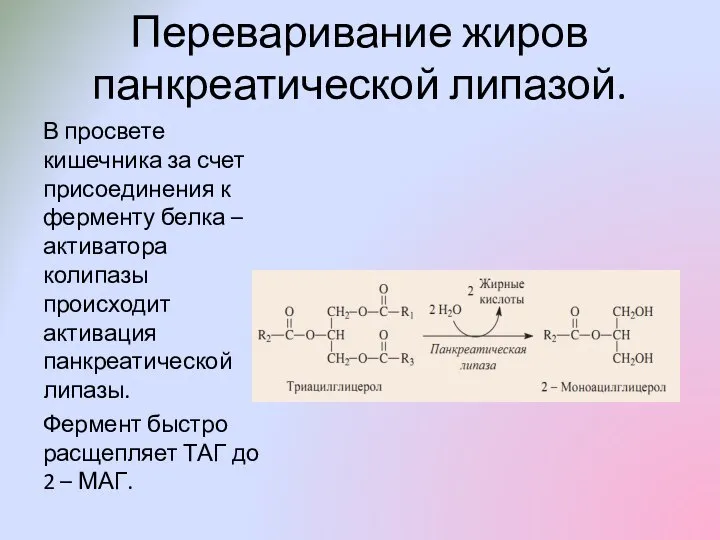 Переваривание жиров панкреатической липазой. В просвете кишечника за счет присоединения к