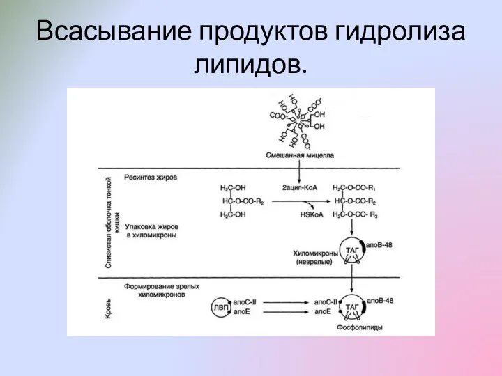 Всасывание продуктов гидролиза липидов.