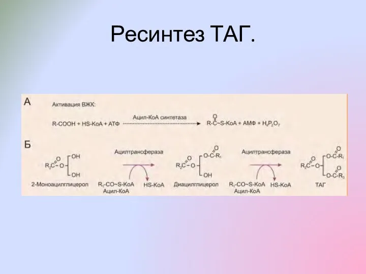 Ресинтез ТАГ.