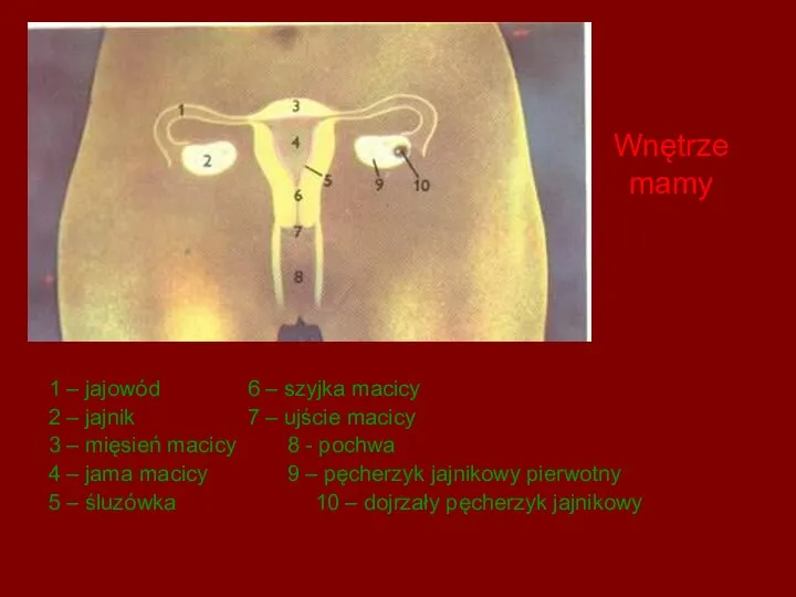 Wnętrze mamy 1 – jajowód 6 – szyjka macicy 2 –