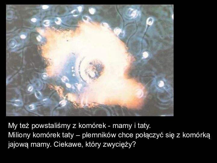 My też powstaliśmy z komórek - mamy i taty. Miliony komórek