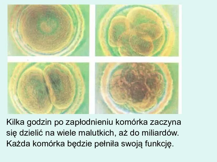 Kilka godzin po zapłodnieniu komórka zaczyna się dzielić na wiele malutkich,