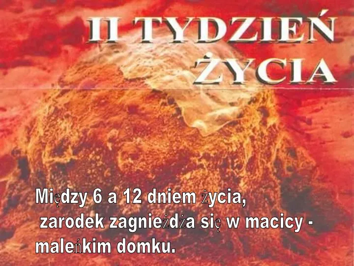 Między 6 a 12 dniem życia, zarodek zagnieżdża się w macicy - maleńkim domku.