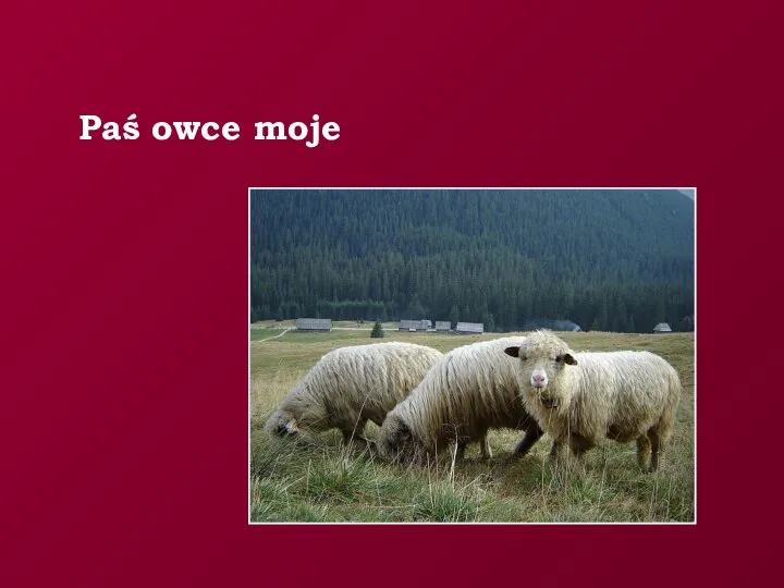 Paś owce moje