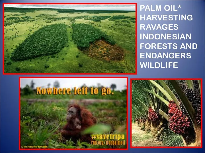 PALM OIL* HARVESTING RAVAGES INDONESIAN FORESTS AND ENDANGERS WILDLIFE *a popular