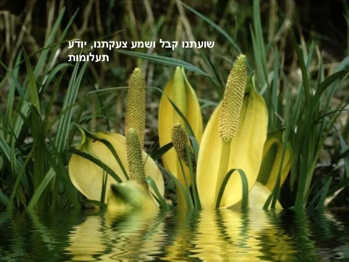 שועתנו קבל ושמע צעקתנו, יודע תעלומות