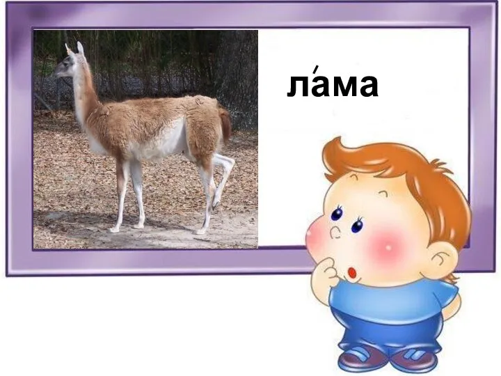 лама