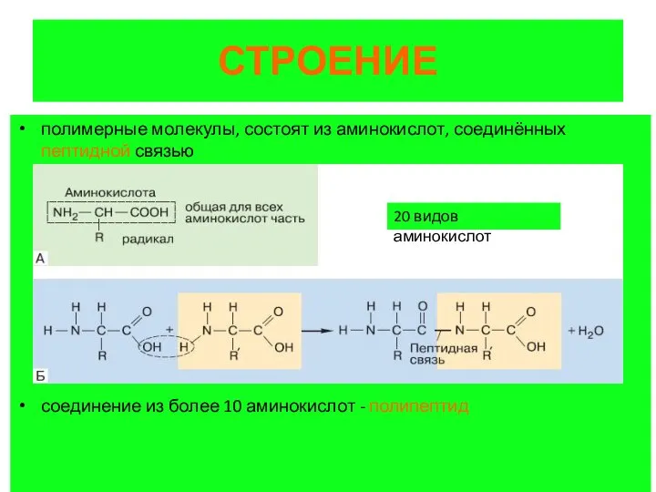 СТРОЕНИЕ полимерные молекулы, состоят из аминокислот, соединённых пептидной связью соединение из