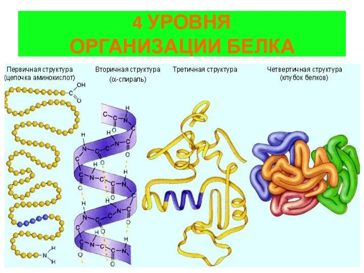 4 УРОВНЯ ОРГАНИЗАЦИИ БЕЛКА