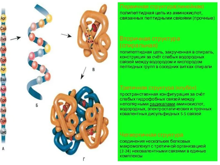 Первичная структура(линейная) полипептидная цепь из аминокислот, связанных пептидными связями (прочные) Вторичная