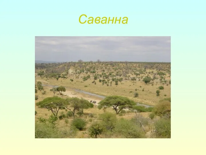 Саванна