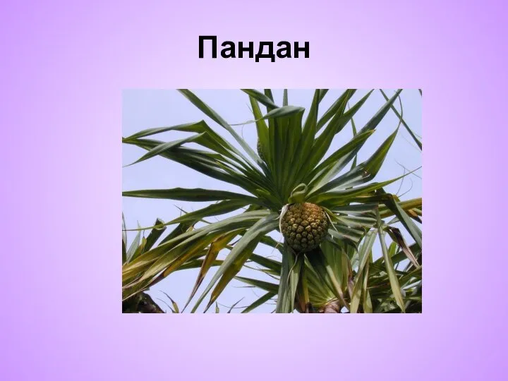 Пандан