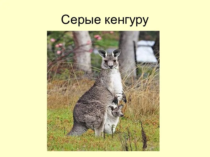 Серые кенгуру