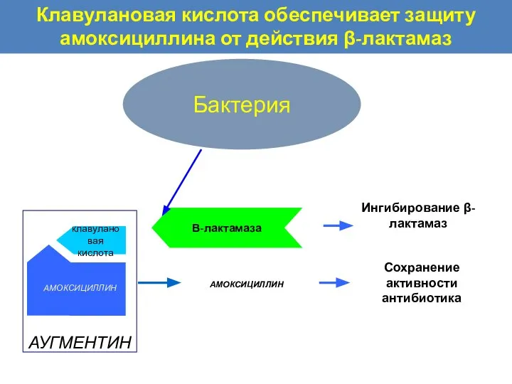 Бактерия В-лактамаза АМОКСИЦИЛЛИН Сохранение активности антибиотика клавулановая кислота АУГМЕНТИН Клавулановая кислота