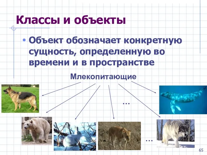 Классы и объекты Объект обозначает конкретную сущность, определенную во времени и в пространстве Млекопитающие … …