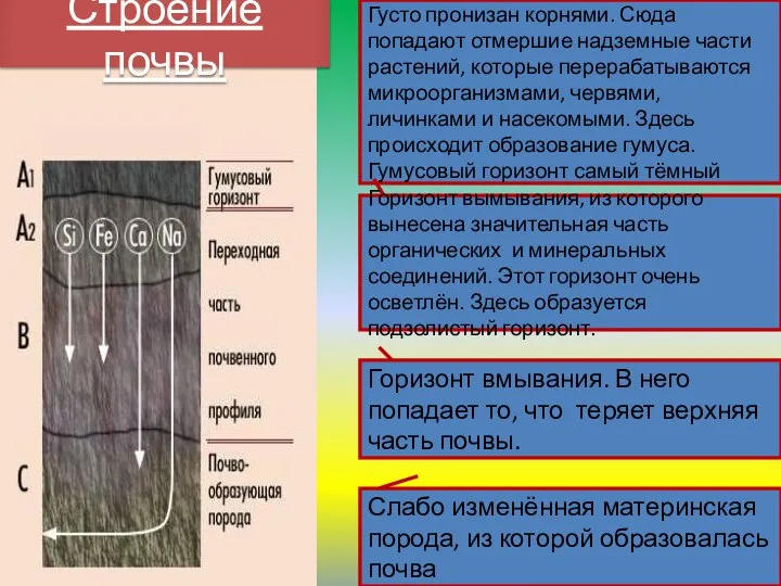 Густо пронизан корнями. Сюда попадают отмершие надземные части растений, которые перерабатываются