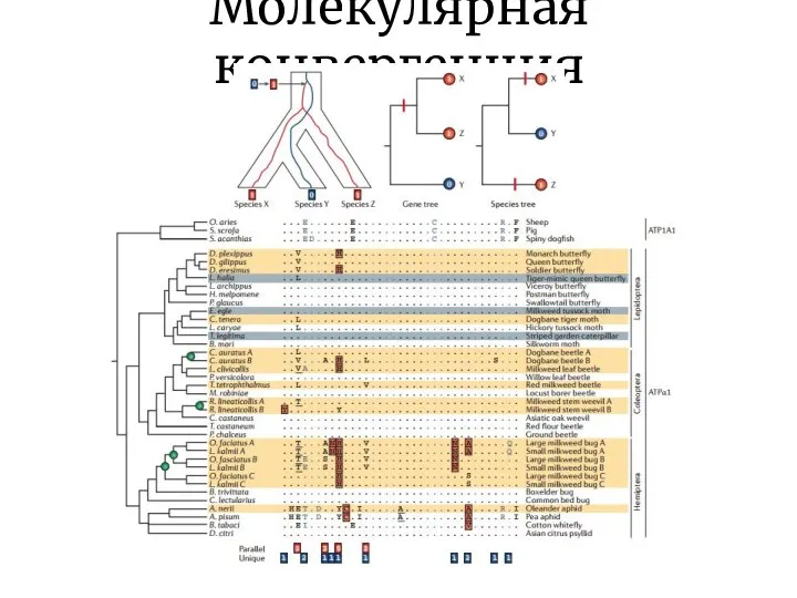 Молекулярная конвергенция