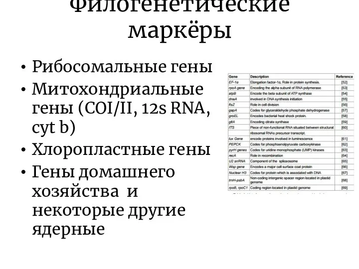 Филогенетические маркёры Рибосомальные гены Митохондриальные гены (COI/II, 12s RNA, cyt b)