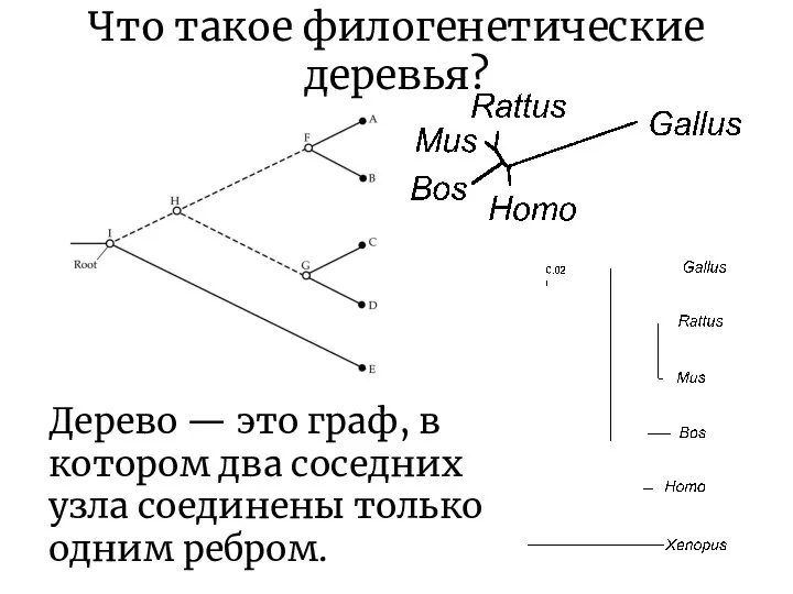 Что такое филогенетические деревья? Дерево — это граф, в котором два