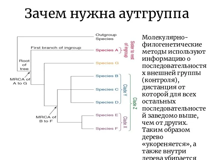 Зачем нужна аутгруппа Молекулярно-филогенетические методы используют информацию о последовательностях внешней группы