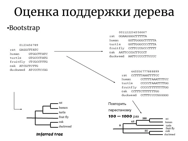 Оценка поддержки дерева Bootstrap