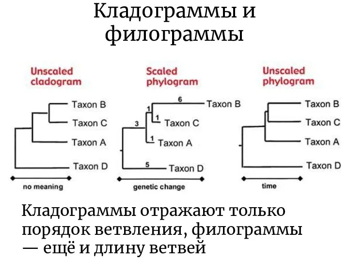 Кладограммы и филограммы Кладограммы отражают только порядок ветвления, филограммы — ещё и длину ветвей