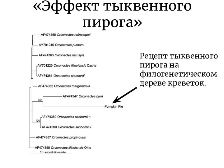 «Эффект тыквенного пирога» Рецепт тыквенного пирога на филогенетическом дереве креветок.