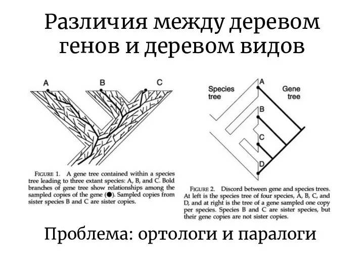 Различия между деревом генов и деревом видов Проблема: ортологи и паралоги