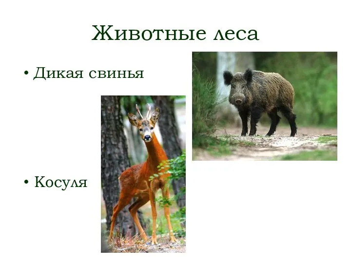 Животные леса Дикая свинья Косуля