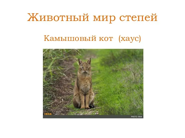 Животный мир степей Камышовый кот (хаус)