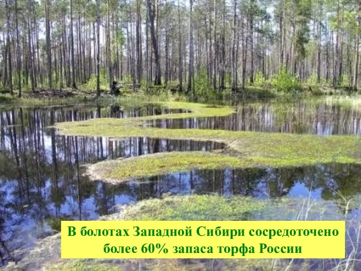 В болотах Западной Сибири сосредоточено более 60% запаса торфа России